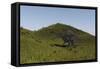 Spinosaurus Walking across a Grassy Field-null-Framed Stretched Canvas