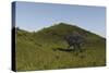 Spinosaurus Walking across a Grassy Field-null-Stretched Canvas