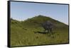 Spinosaurus Walking across a Grassy Field-null-Framed Stretched Canvas