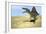 Spinosaurus Walking across Desert Terrain-null-Framed Art Print