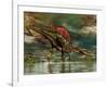 Spinosaurus Was a Large Theropod Dinosaur from the Cretaceous Period-null-Framed Art Print