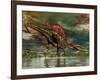 Spinosaurus Was a Large Theropod Dinosaur from the Cretaceous Period-null-Framed Art Print