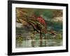 Spinosaurus Was a Large Theropod Dinosaur from the Cretaceous Period-null-Framed Art Print