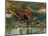 Spinosaurus Was a Large Theropod Dinosaur from the Cretaceous Period-null-Mounted Art Print