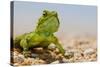 Spiny Agama (Agama hispida) adult male, in breeding colour, Namaqualand-Shem Compion-Stretched Canvas