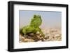 Spiny Agama (Agama hispida) adult male, in breeding colour, Namaqualand-Shem Compion-Framed Photographic Print