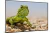 Spiny Agama (Agama hispida) adult male, in breeding colour, Namaqualand-Shem Compion-Mounted Photographic Print