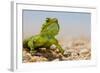 Spiny Agama (Agama hispida) adult male, in breeding colour, Namaqualand-Shem Compion-Framed Photographic Print