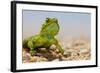 Spiny Agama (Agama hispida) adult male, in breeding colour, Namaqualand-Shem Compion-Framed Photographic Print