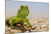 Spiny Agama (Agama hispida) adult male, in breeding colour, Namaqualand-Shem Compion-Mounted Photographic Print