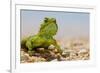 Spiny Agama (Agama hispida) adult male, in breeding colour, Namaqualand-Shem Compion-Framed Photographic Print