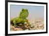 Spiny Agama (Agama hispida) adult male, in breeding colour, Namaqualand-Shem Compion-Framed Photographic Print