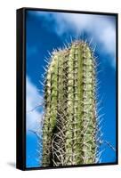 Spiny Cactus Growing on Aruba Viewed Low Angle close up against a Cloudy Blue Sunny Summer Sky-PlusONE-Framed Stretched Canvas