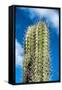 Spiny Cactus Growing on Aruba Viewed Low Angle close up against a Cloudy Blue Sunny Summer Sky-PlusONE-Framed Stretched Canvas