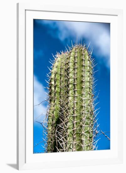 Spiny Cactus Growing on Aruba Viewed Low Angle close up against a Cloudy Blue Sunny Summer Sky-PlusONE-Framed Photographic Print