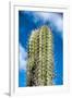 Spiny Cactus Growing on Aruba Viewed Low Angle close up against a Cloudy Blue Sunny Summer Sky-PlusONE-Framed Photographic Print