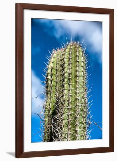 Spiny Cactus Growing on Aruba Viewed Low Angle close up against a Cloudy Blue Sunny Summer Sky-PlusONE-Framed Photographic Print