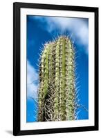 Spiny Cactus Growing on Aruba Viewed Low Angle close up against a Cloudy Blue Sunny Summer Sky-PlusONE-Framed Photographic Print