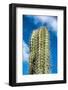 Spiny Cactus Growing on Aruba Viewed Low Angle close up against a Cloudy Blue Sunny Summer Sky-PlusONE-Framed Photographic Print