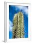 Spiny Cactus Growing on Aruba Viewed Low Angle close up against a Cloudy Blue Sunny Summer Sky-PlusONE-Framed Photographic Print