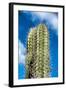 Spiny Cactus Growing on Aruba Viewed Low Angle close up against a Cloudy Blue Sunny Summer Sky-PlusONE-Framed Photographic Print