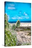 Spiny Cactus Growing on the Seashore in Aruba Perfectly Adapted with their Leafless Stems to the Ar-PlusONE-Stretched Canvas
