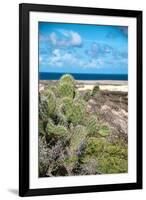 Spiny Cactus Growing on the Seashore in Aruba Perfectly Adapted with their Leafless Stems to the Ar-PlusONE-Framed Photographic Print