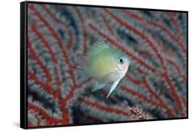 Spiny Chromis (Acanthochromis Polycanthus)-Reinhard Dirscherl-Framed Stretched Canvas