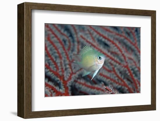 Spiny Chromis (Acanthochromis Polycanthus)-Reinhard Dirscherl-Framed Photographic Print