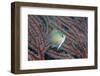 Spiny Chromis (Acanthochromis Polycanthus)-Reinhard Dirscherl-Framed Photographic Print