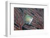 Spiny Chromis (Acanthochromis Polycanthus)-Reinhard Dirscherl-Framed Photographic Print