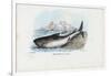 Spiny Dogfish, 1863-79-Raimundo Petraroja-Framed Giclee Print