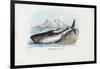 Spiny Dogfish, 1863-79-Raimundo Petraroja-Framed Giclee Print