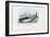 Spiny Dogfish, 1863-79-Raimundo Petraroja-Framed Premium Giclee Print