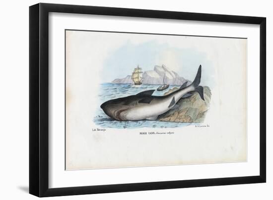 Spiny Dogfish, 1863-79-Raimundo Petraroja-Framed Giclee Print