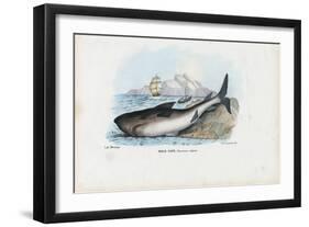 Spiny Dogfish, 1863-79-Raimundo Petraroja-Framed Giclee Print