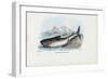 Spiny Dogfish, 1863-79-Raimundo Petraroja-Framed Giclee Print