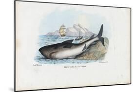 Spiny Dogfish, 1863-79-Raimundo Petraroja-Mounted Giclee Print