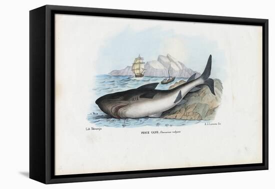 Spiny Dogfish, 1863-79-Raimundo Petraroja-Framed Stretched Canvas