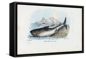 Spiny Dogfish, 1863-79-Raimundo Petraroja-Framed Stretched Canvas