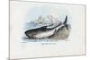 Spiny Dogfish, 1863-79-Raimundo Petraroja-Mounted Giclee Print