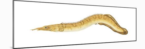 Spiny Eel (Mastacembelus Ellipsifer), Fishes-Encyclopaedia Britannica-Mounted Poster