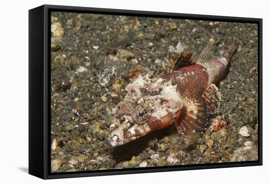 Spiny Flathead-Hal Beral-Framed Stretched Canvas