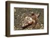 Spiny Flathead-Hal Beral-Framed Photographic Print