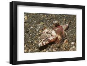 Spiny Flathead-Hal Beral-Framed Photographic Print