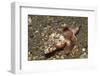 Spiny Flathead-Hal Beral-Framed Photographic Print