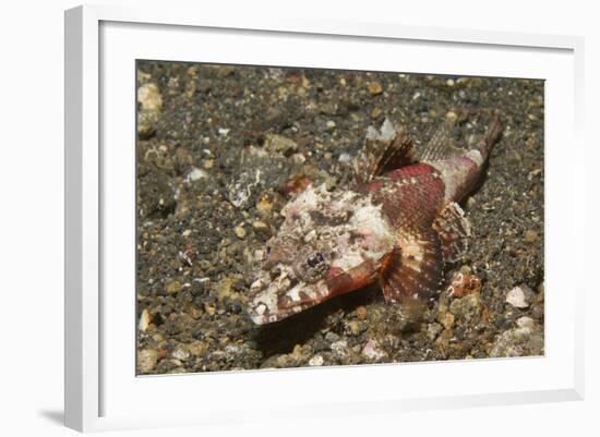 Spiny Flathead-Hal Beral-Framed Photographic Print