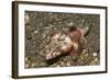 Spiny Flathead-Hal Beral-Framed Photographic Print