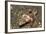 Spiny Flathead-Hal Beral-Framed Photographic Print