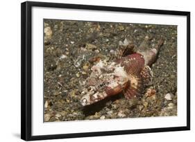 Spiny Flathead-Hal Beral-Framed Photographic Print